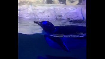 pinwinos nadando de pana